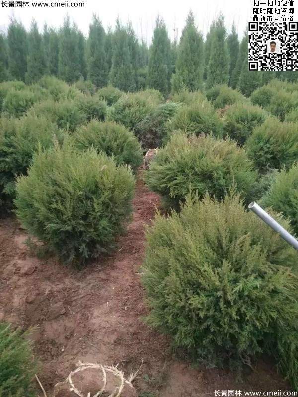 圓柏球圖片基地實(shí)拍