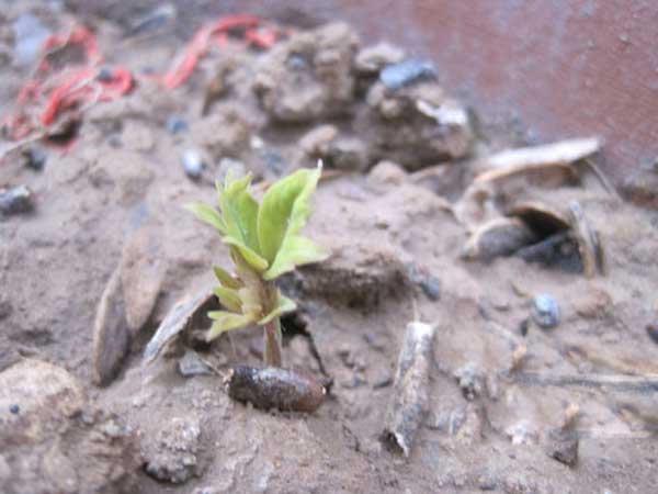 芍藥種子催芽出芽圖片