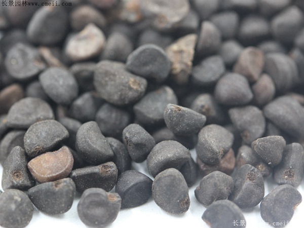 牽?；ǚN子圖片