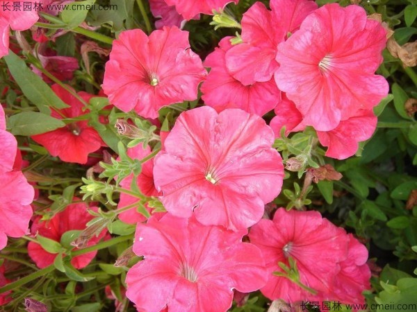 牽?；ǚN子發(fā)芽出苗開花圖片