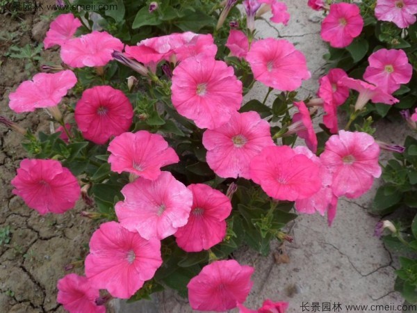 牽?；ǚN子發(fā)芽出苗開花圖片