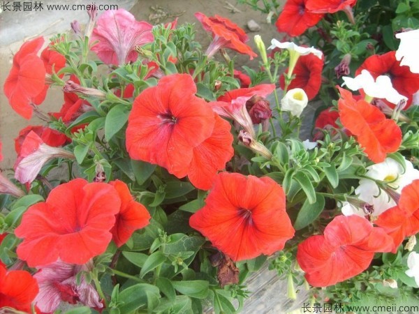 牽?；ǚN子發(fā)芽出苗開花圖片