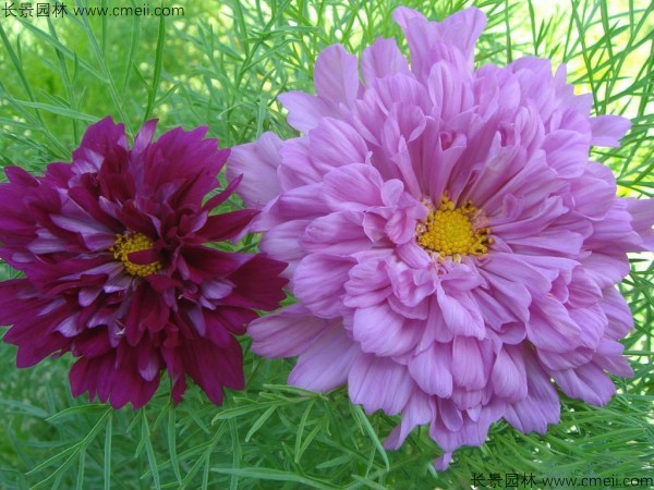 格?；ǚN子發(fā)芽出苗開花圖片